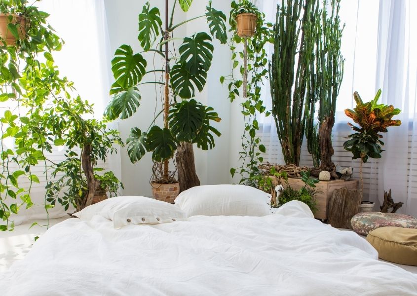 white bed with hanging green plants
