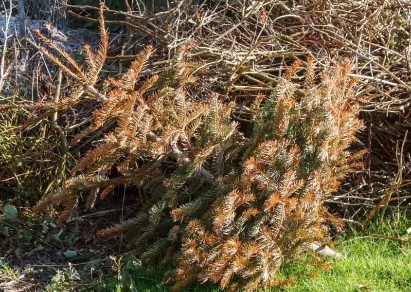 Old Christmas tree laying on grass