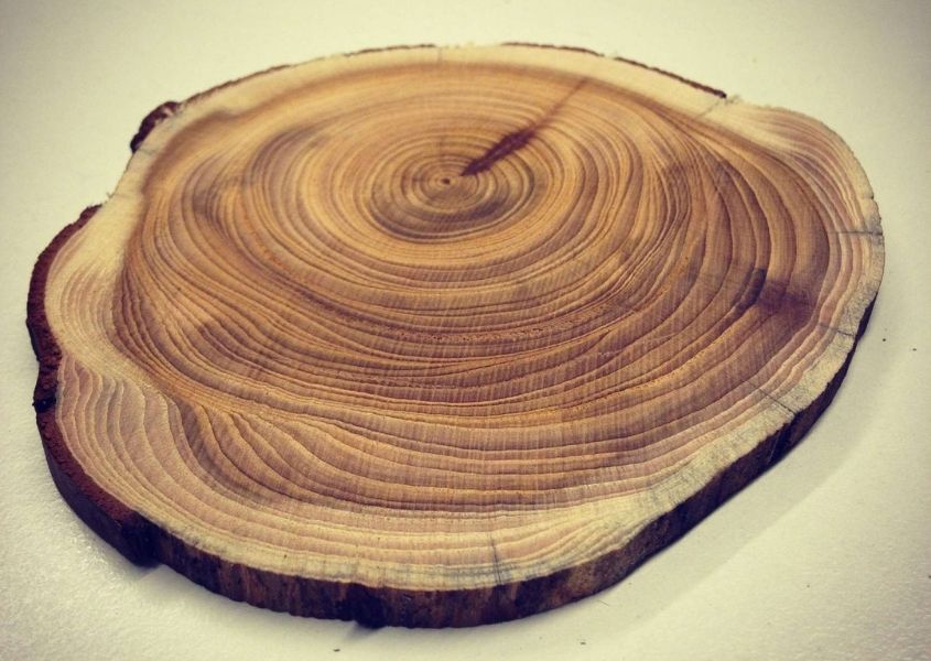 Circle of sawn wood showing growth rings