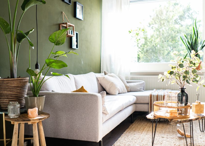 white sofa with green feature wall and wooden side table with large house plants