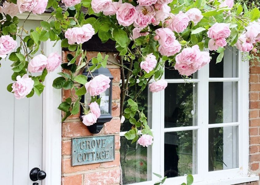 rustic cottage front door with pink climbing roses for make your home beautiful with flowers blog