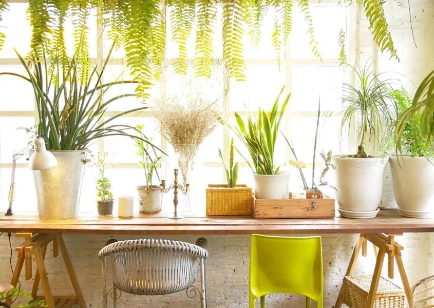 green plants surrounding wooden trestle table for top tips of how to create an eco-friendly interior design blog