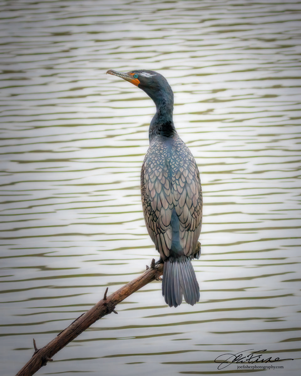 Double-crested Cormorant
