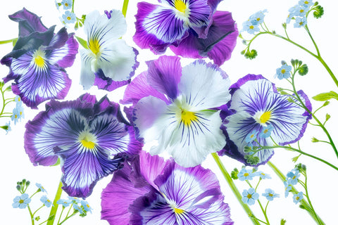Wooping Purple Whiskers and Blue Water Forget Me Nots | McGaw Graphics