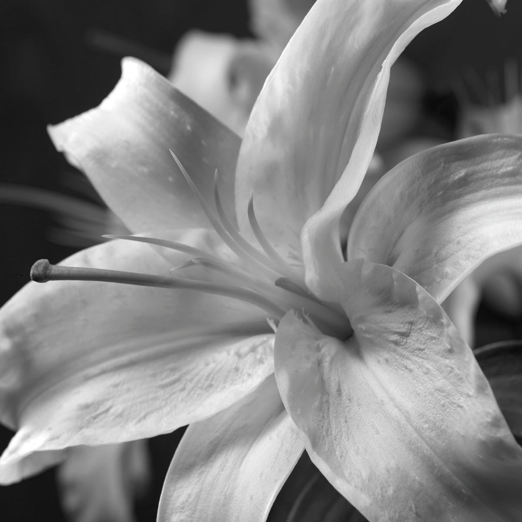 Pure Lily | McGaw Graphics