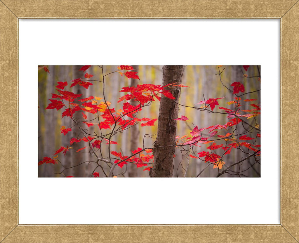 Autumn Leaves Near The Great Meadow (Framed) | McGaw Graphics