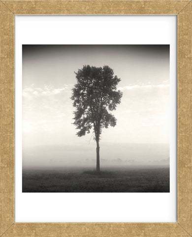 Tree, Study #1 (Framed) | McGaw Graphics