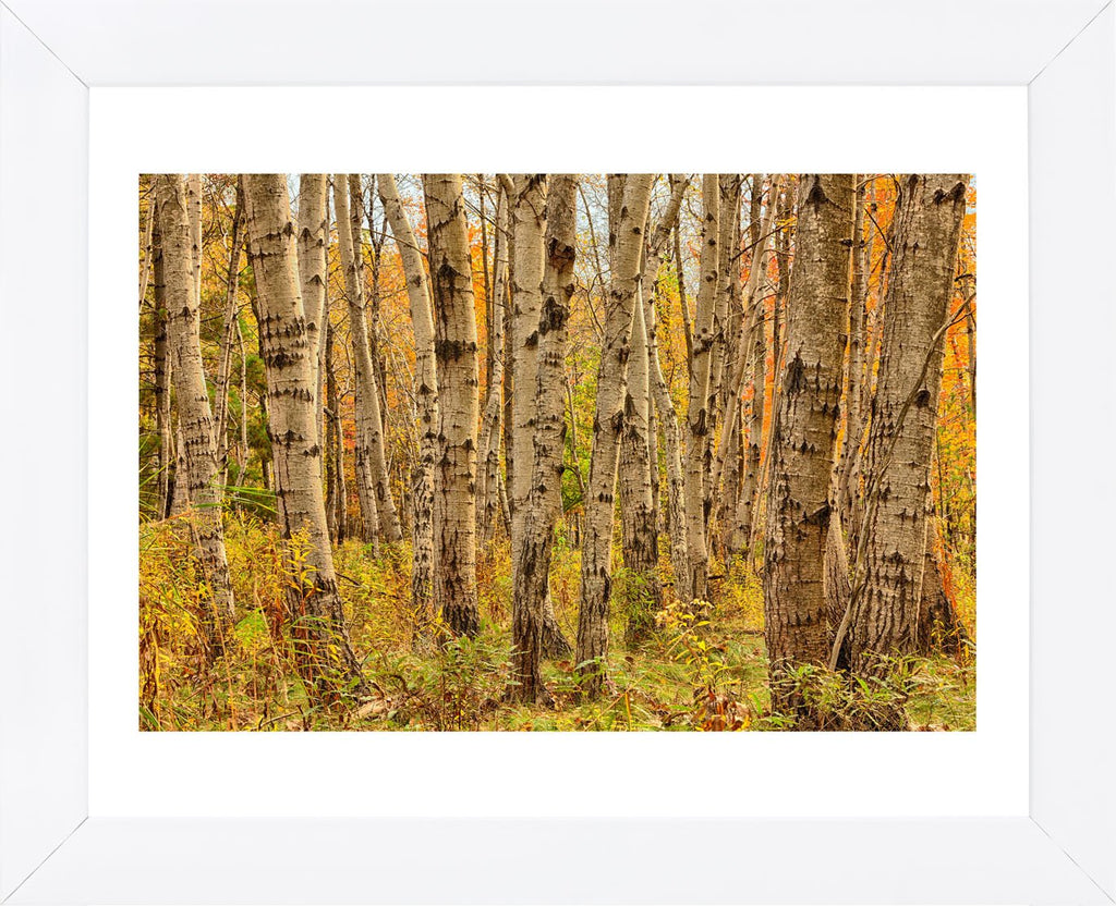 Birch Trees, Acadia (Framed) | McGaw Graphics