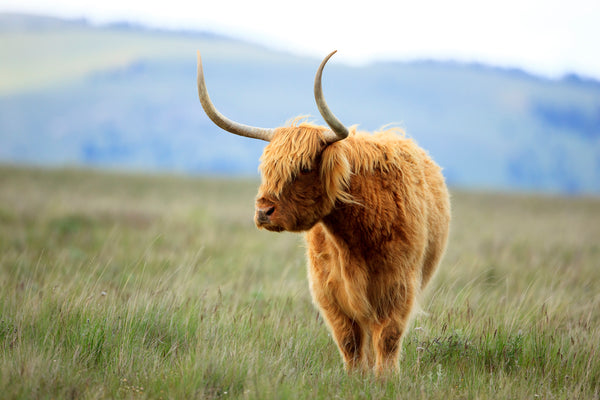 Scottish Highland Cattle, Montana | McGaw Graphics