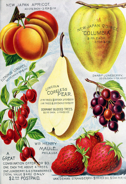 Maule Fruit, 1892 | McGaw Graphics