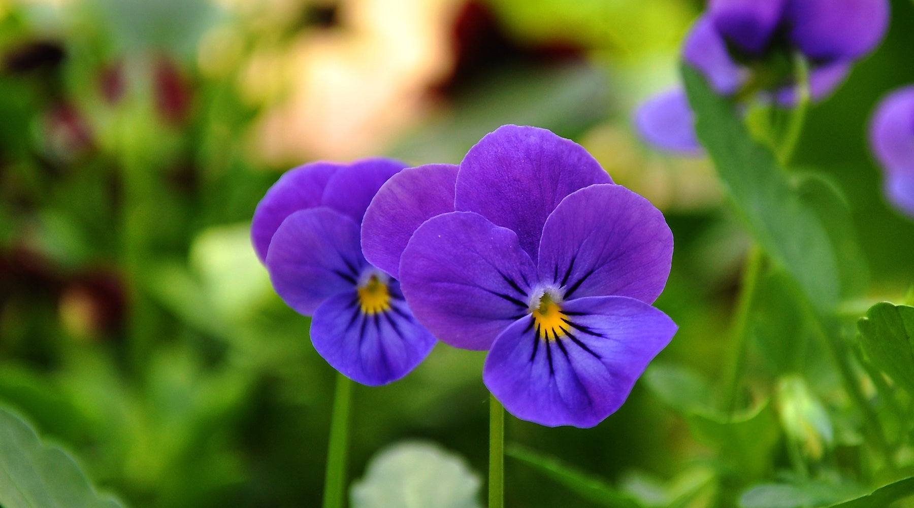 WILD PANSY FLOWER ESSENCE LOTUSWEI