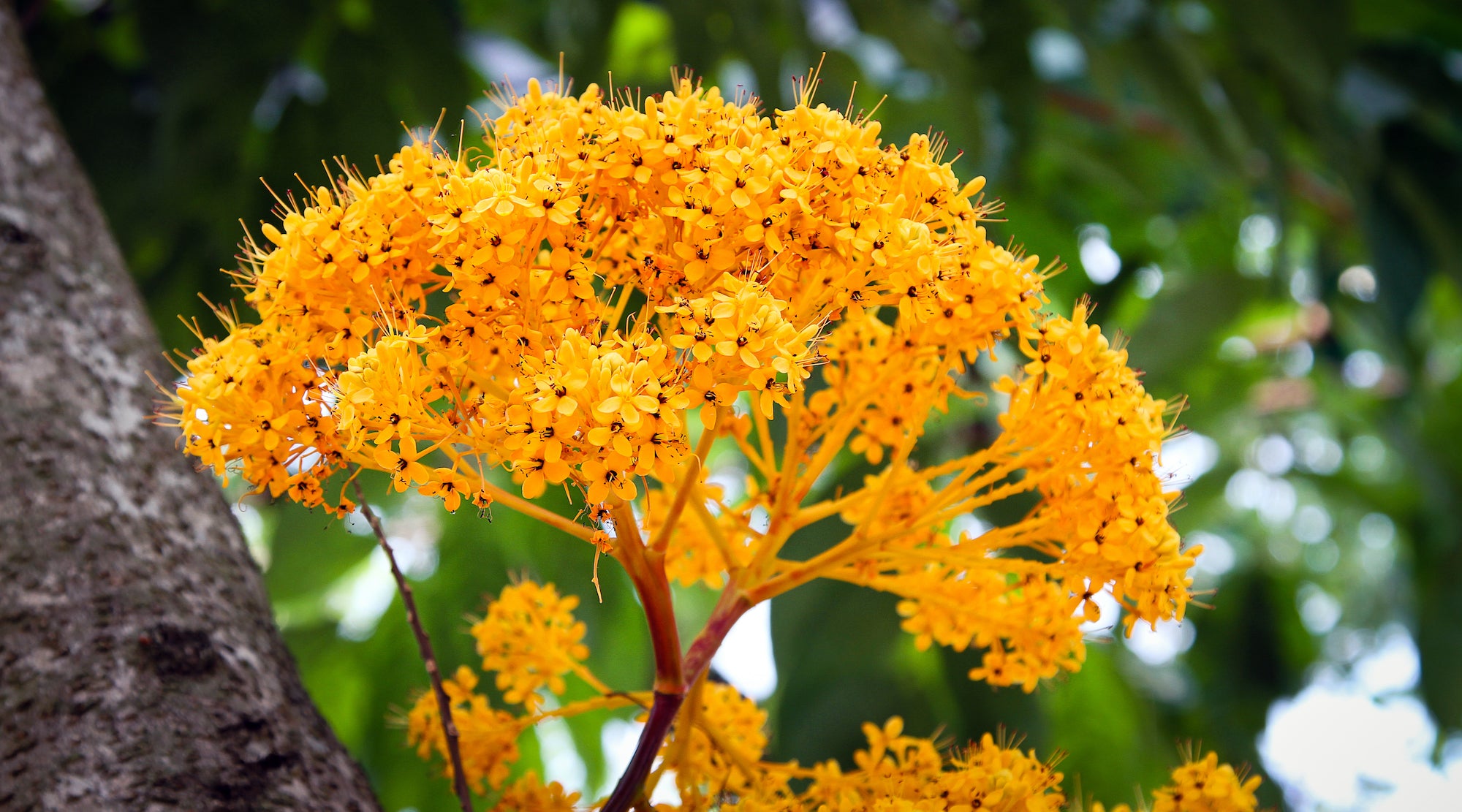 Saraca Flower