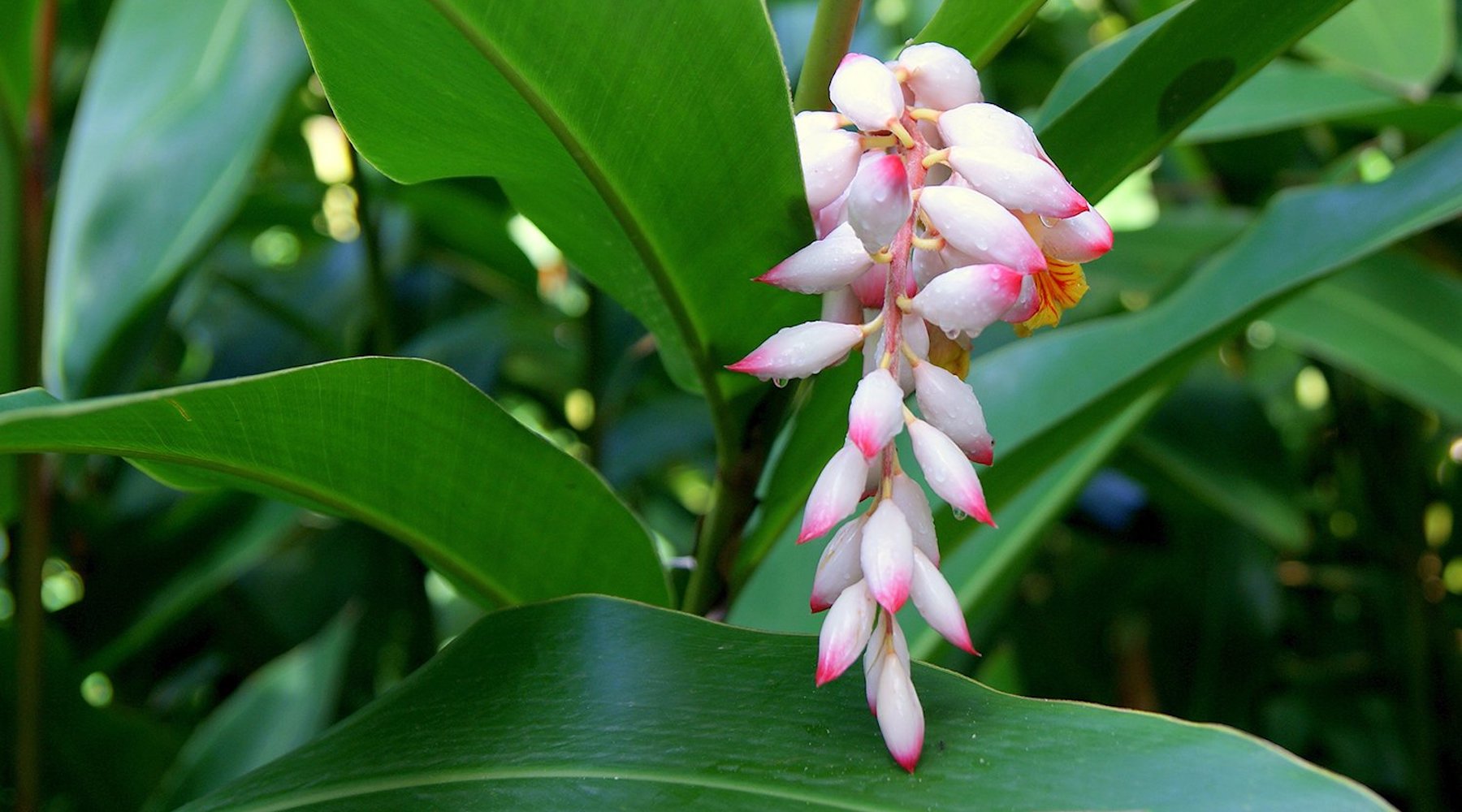 Shell Ginger Flower Essence Lotuswei