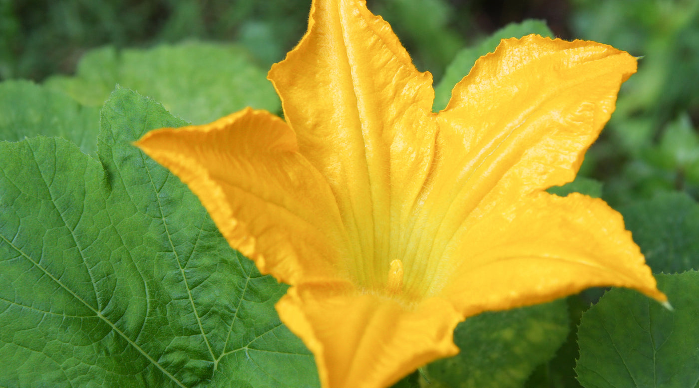 Squash Blossom1 1400x.progressive ?v=1513554783