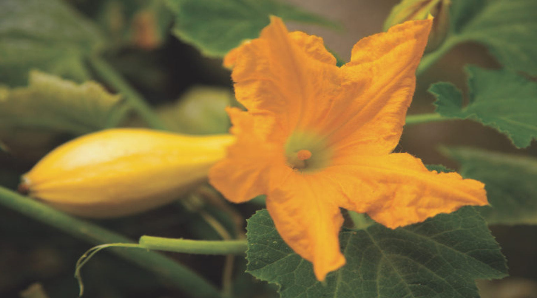 SQUASH BLOSSOM RECIPE LOTUSWEI