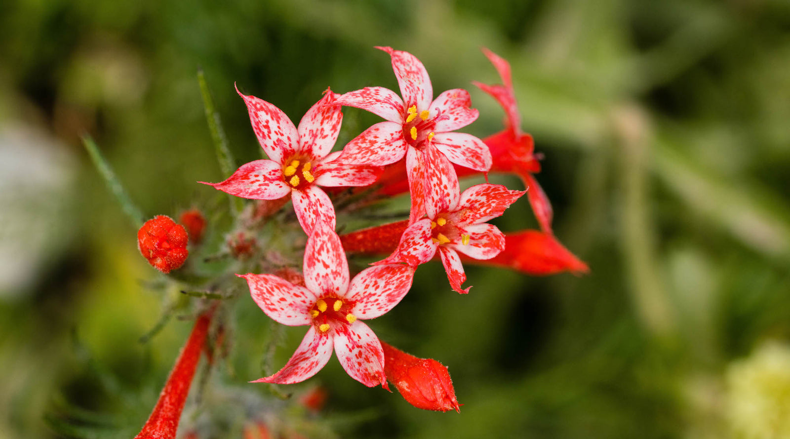 skyrocket flower