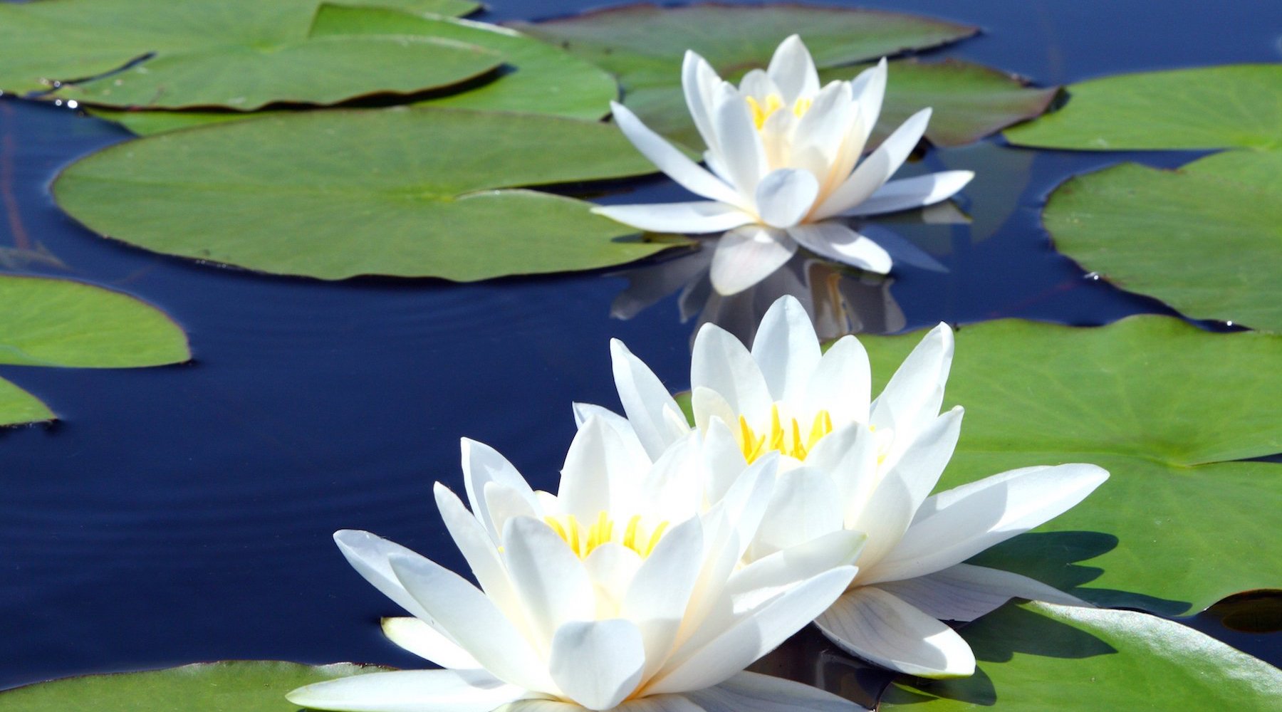 Little Pheasant: Water Lily Bouquet Lily Bouquet, Bouquet Photography,  Beautiful Rose Flowers