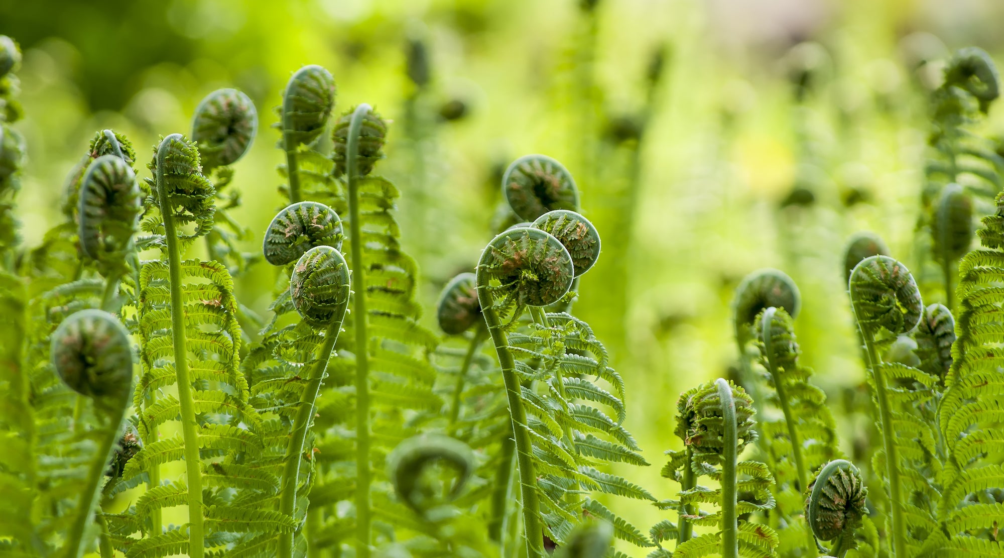 EAGLE FERN FLOWER ESSENCE LOTUSWEI