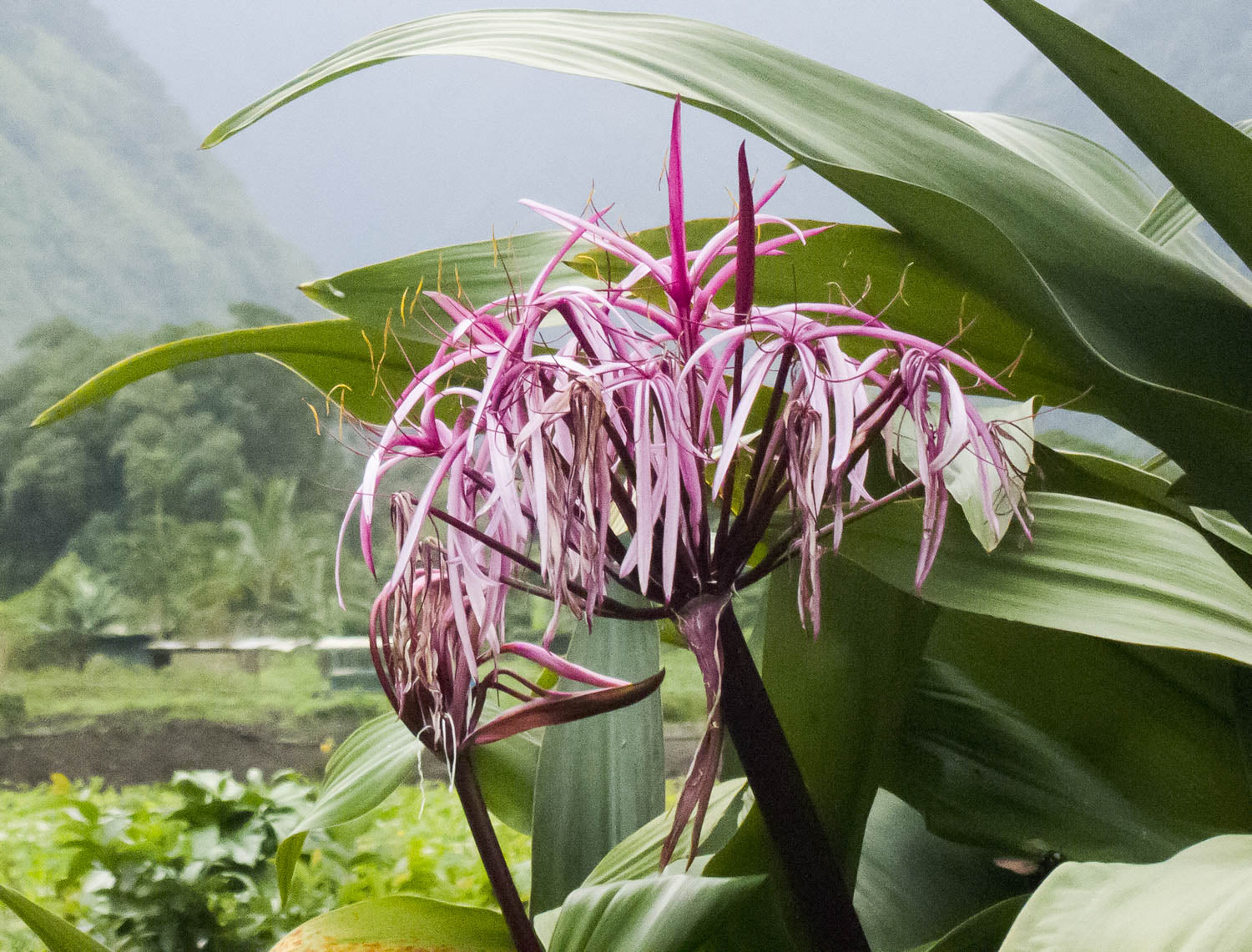 Giant Spider Lily LOTUSWEI flower essences essence elixir gamechanger blend