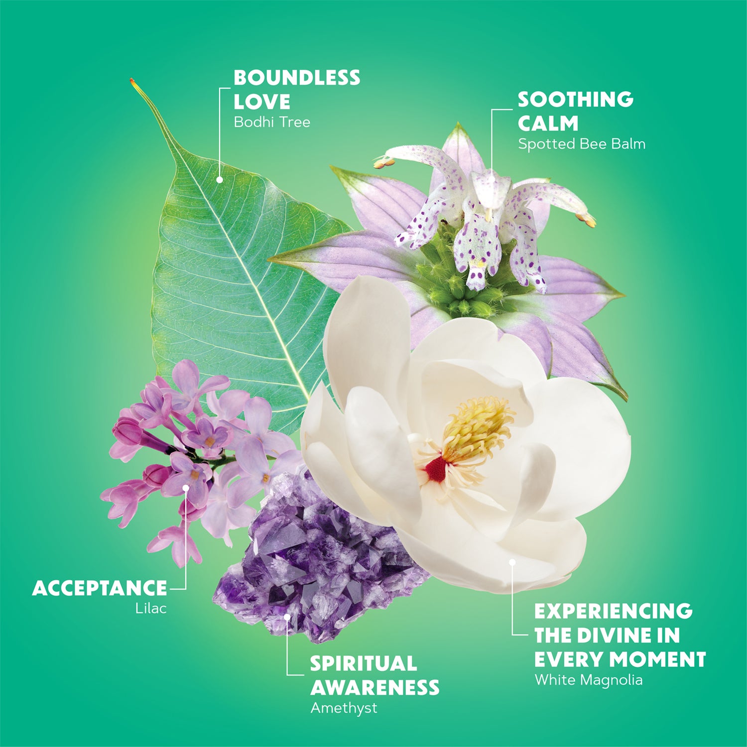 boundless wisdom Lotuswei flower essence elixir blend essences