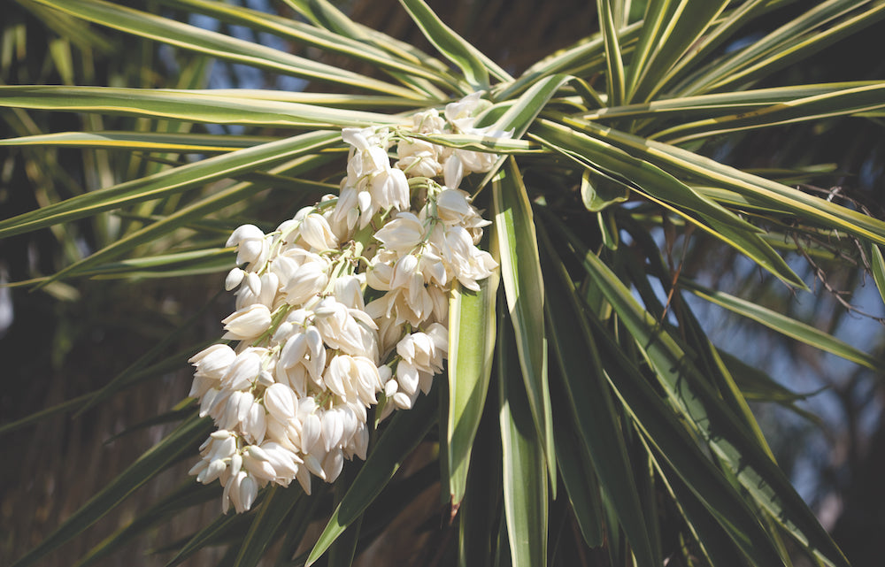 {BANANA YUCCA} COLLABORATION. PROGRESS. UNCOVER HIDDEN POTENTIAL