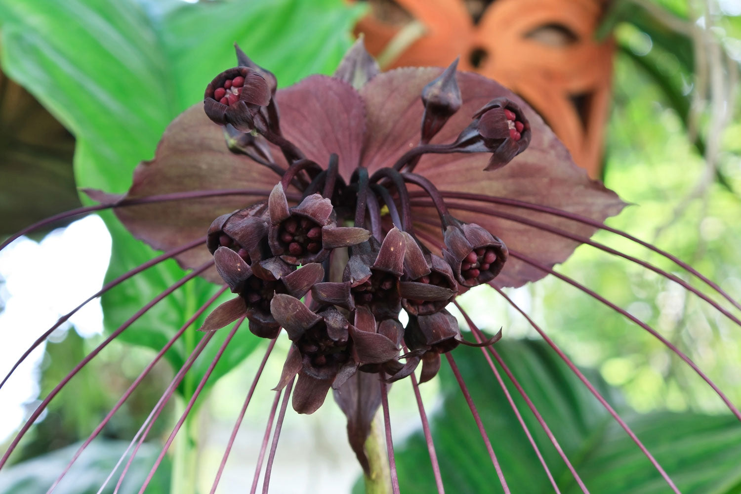 Black Bat flower LOTUSWEI flower essences