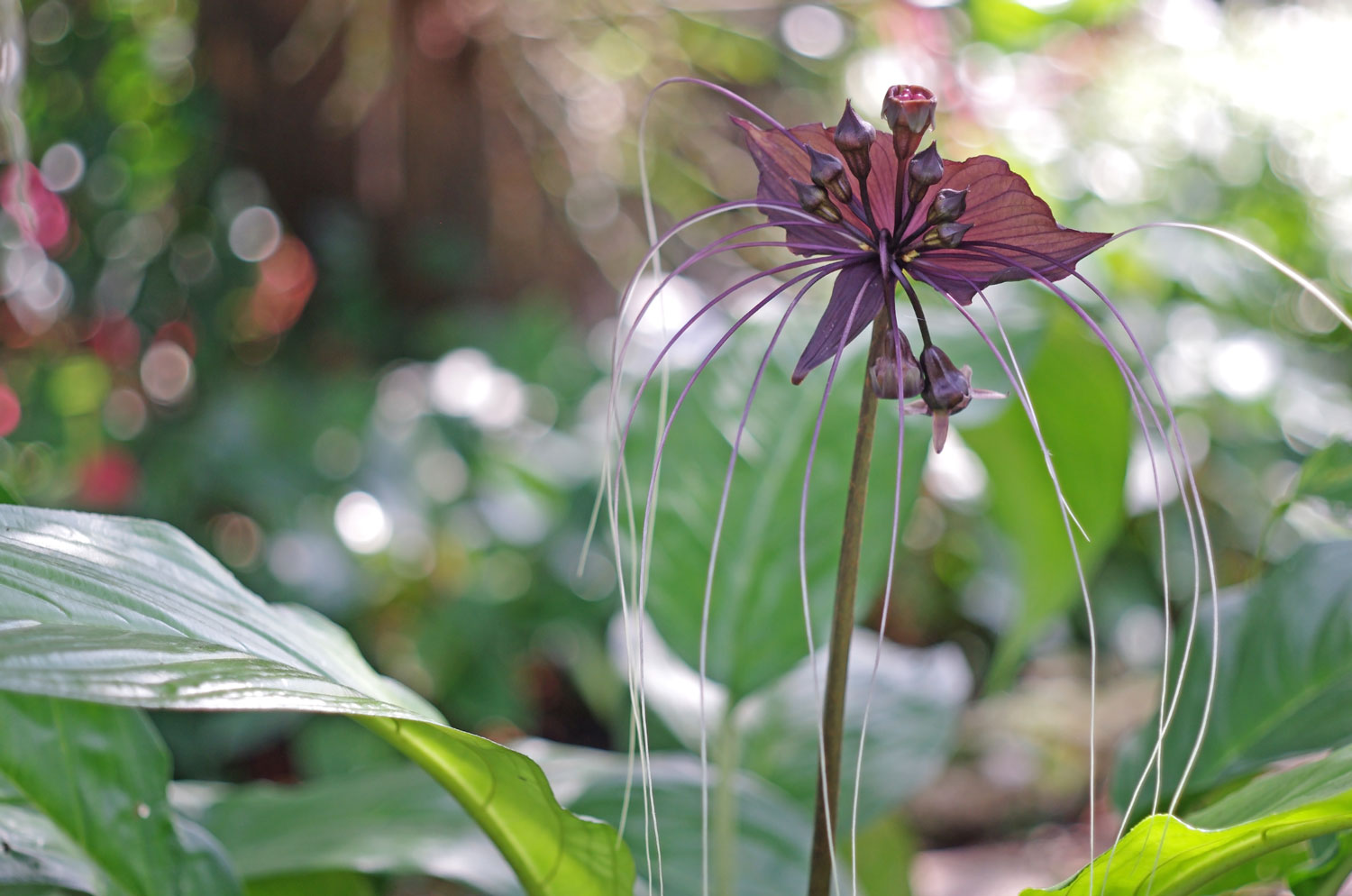 Black Bat flower LOTUSWEI flower essences