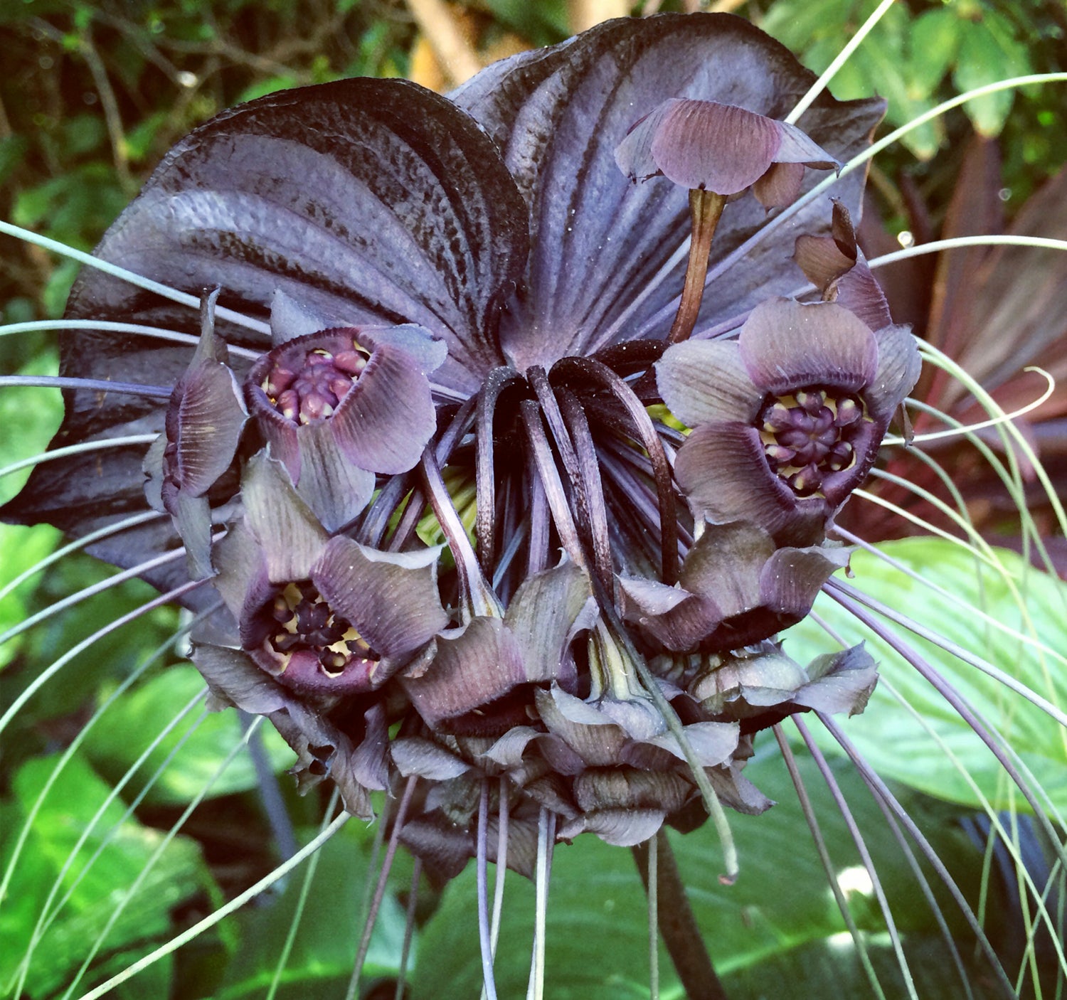 Black bat Truthteller Lotuswei flower essence elixir blend essences