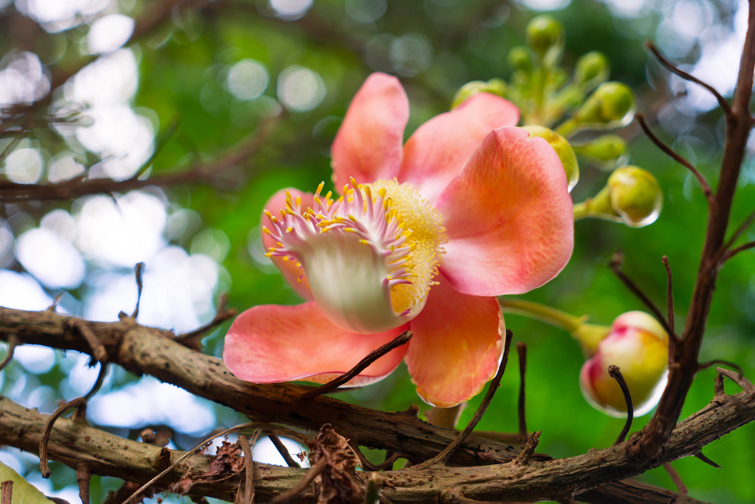 cannonball flower LOTUSWEI flower essences