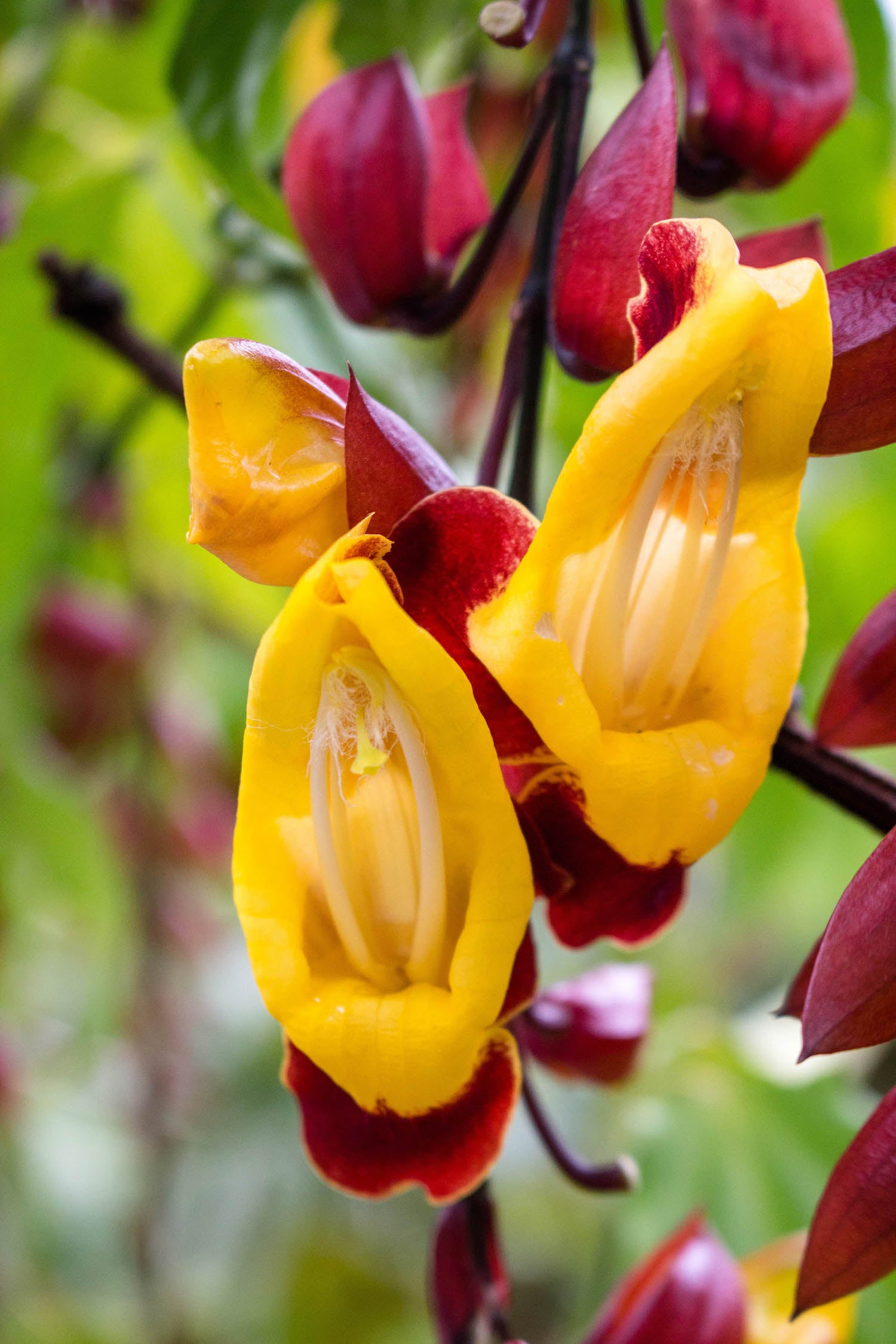 Clock Vine LOTUSWEI flower essences