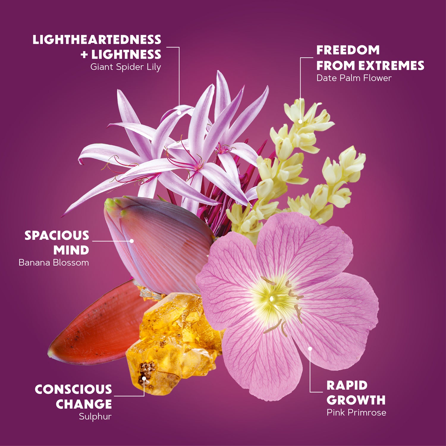 gamechanger Lotuswei flower essence elixir blend essences
