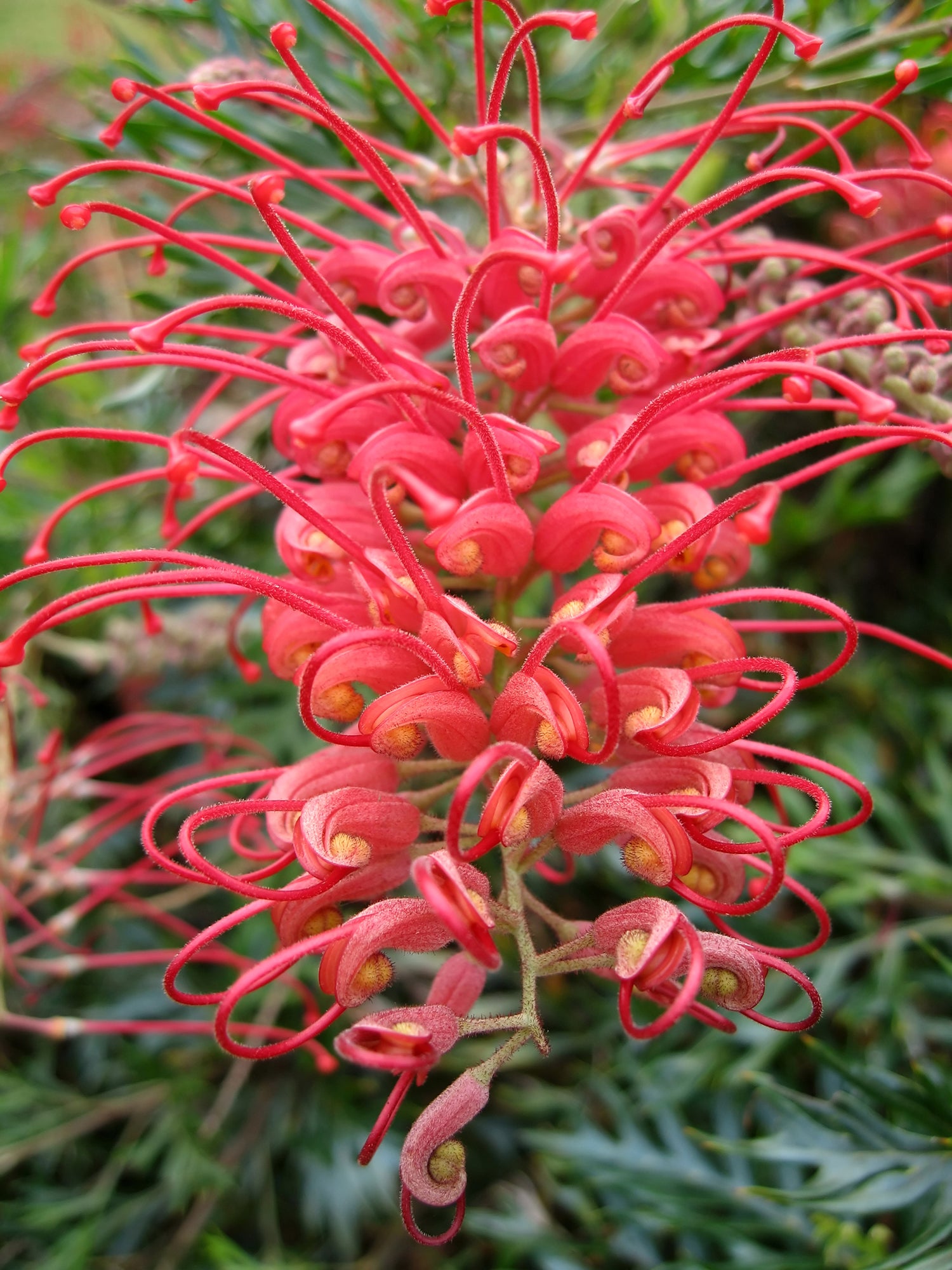 grevillea flower essence LOTUSWEI flower essences 