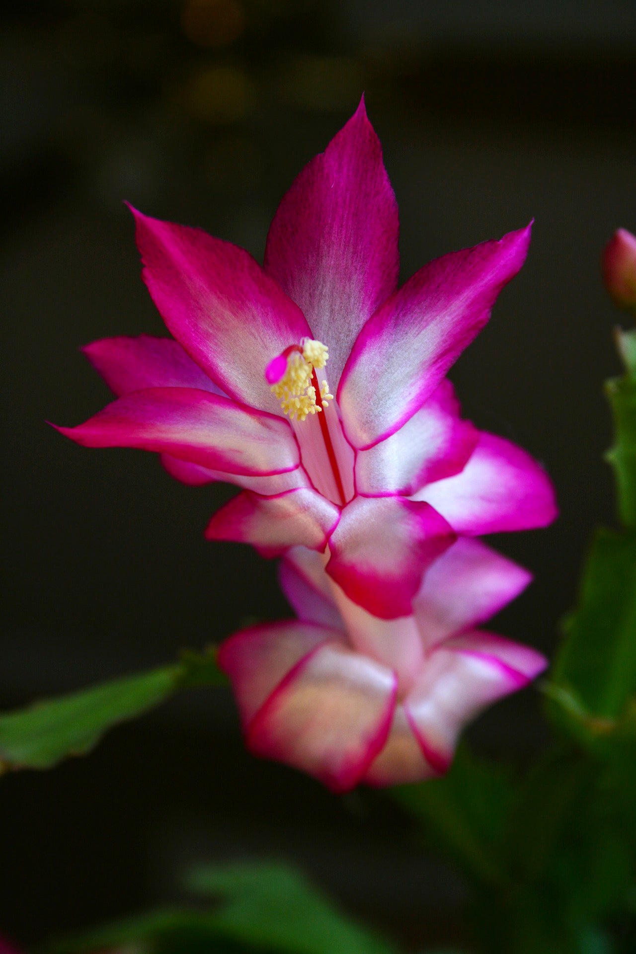 holiday cactus flower essence christmas cactus lotuswei