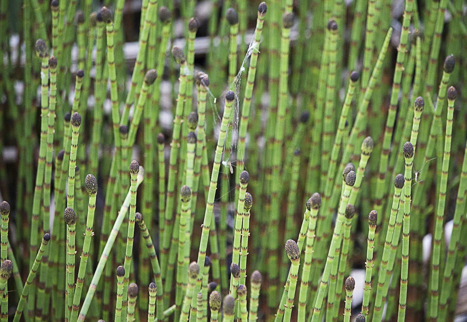 horsetail Lotuswei flower essence elixir blend essences