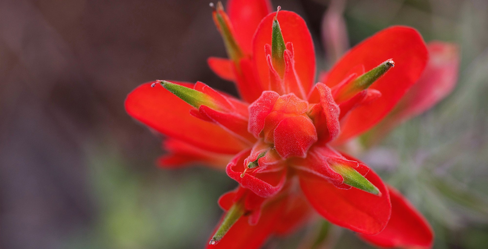 Indian Paintbrush Sedona LOTUSWEI flower essences