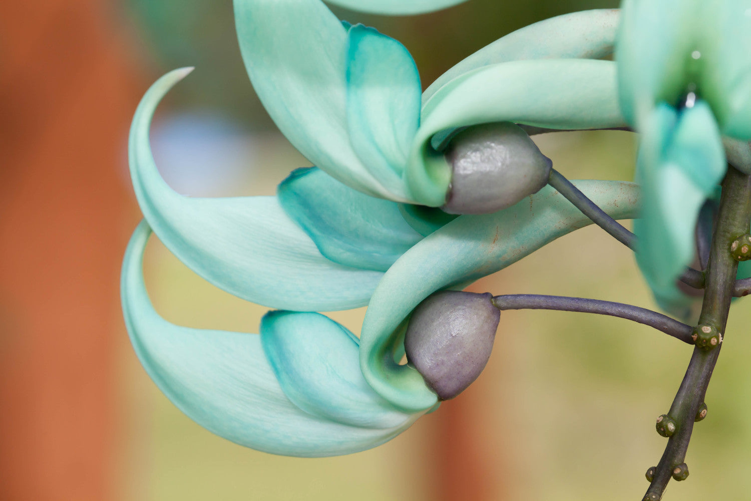 Jade Vine