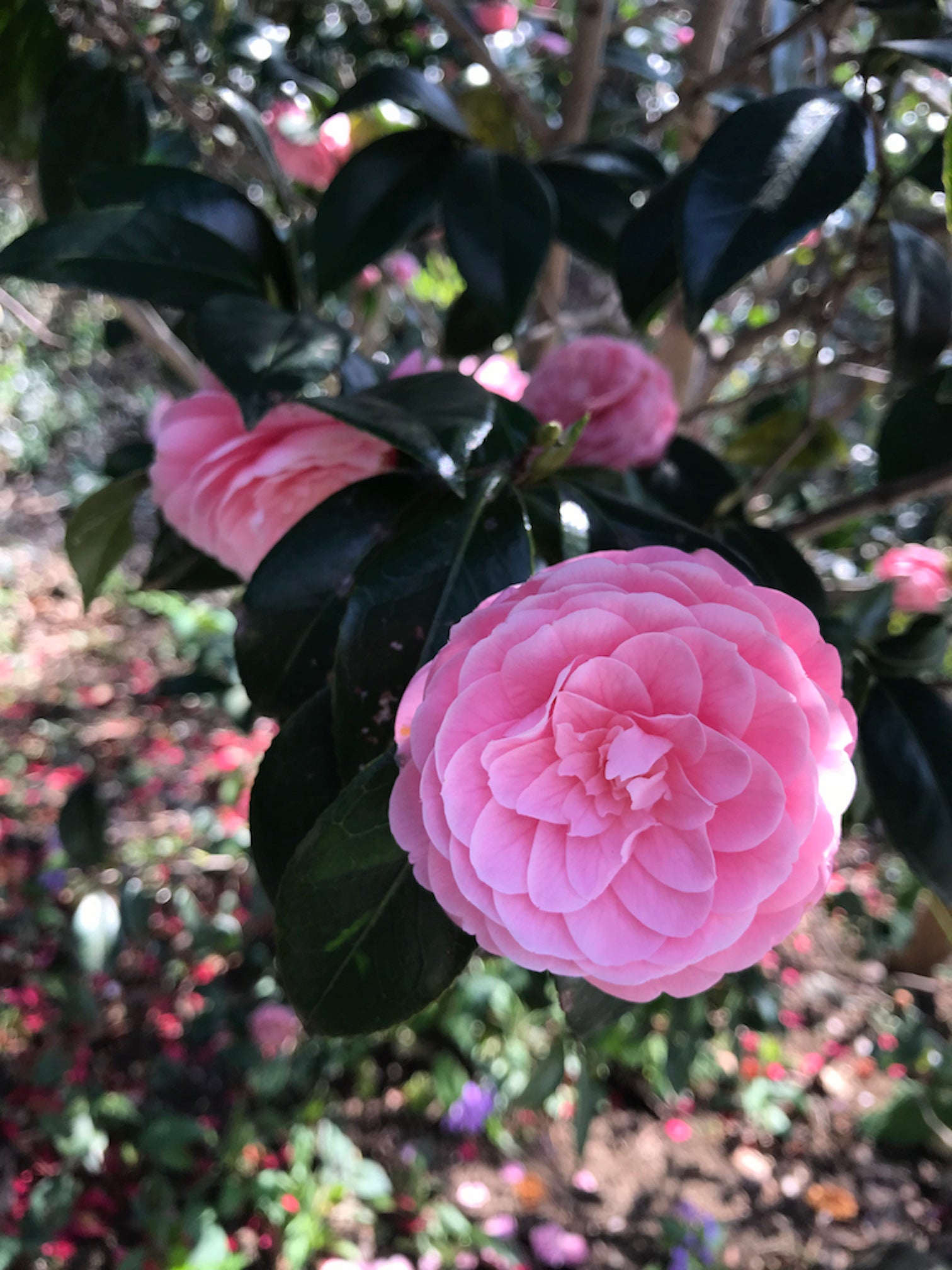 JAPANESE CAMELLIA FLOWER ESSENCE - LOTUSWEI