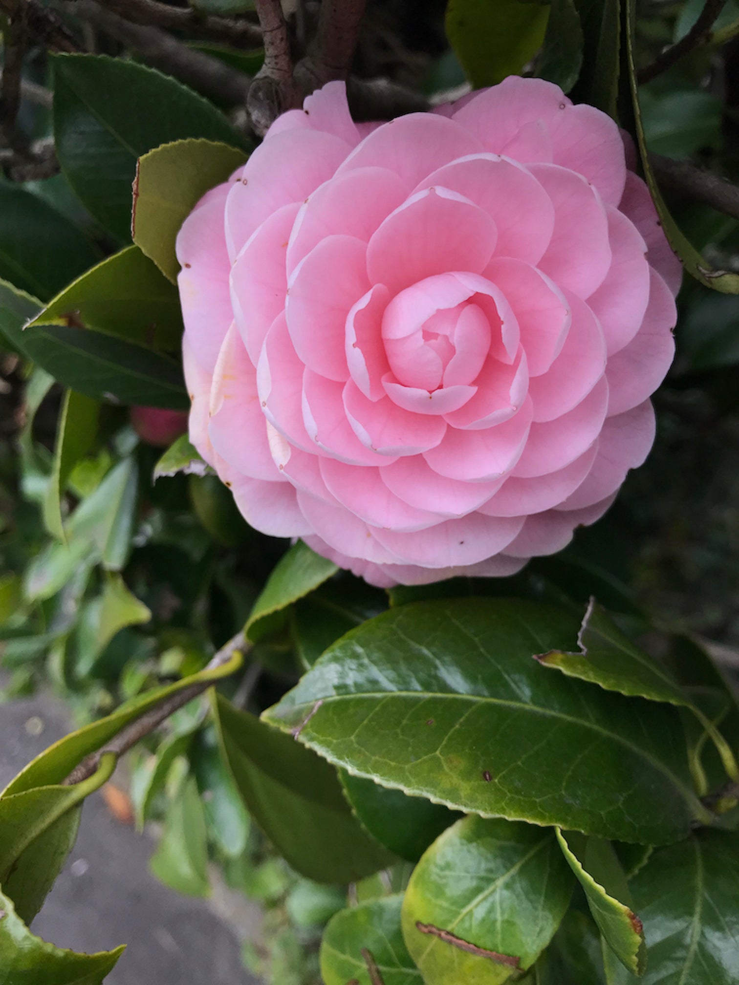 Camellia flowers