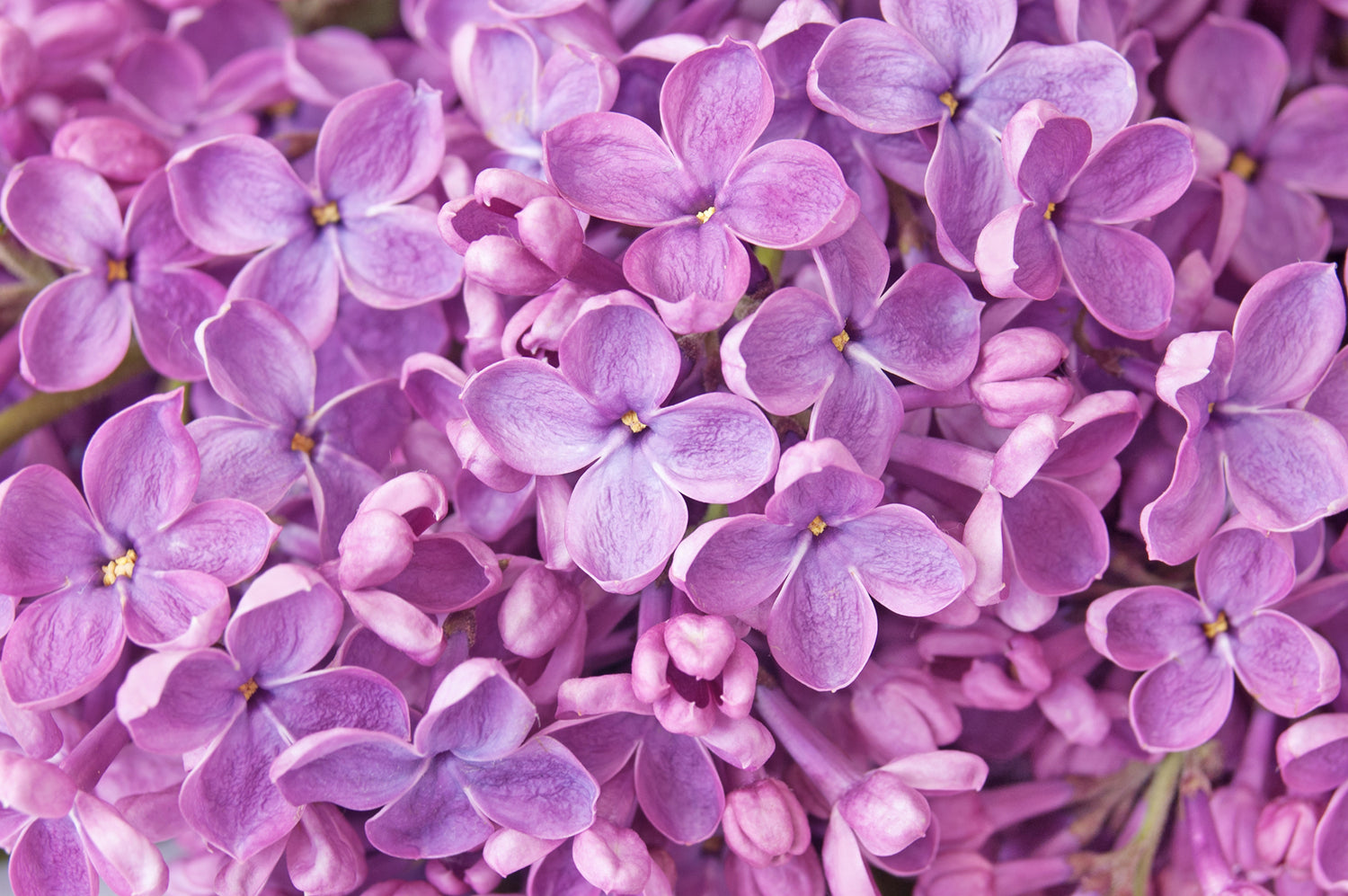 lilac Boundless wisdom Lotuswei flower essence elixir blend essences