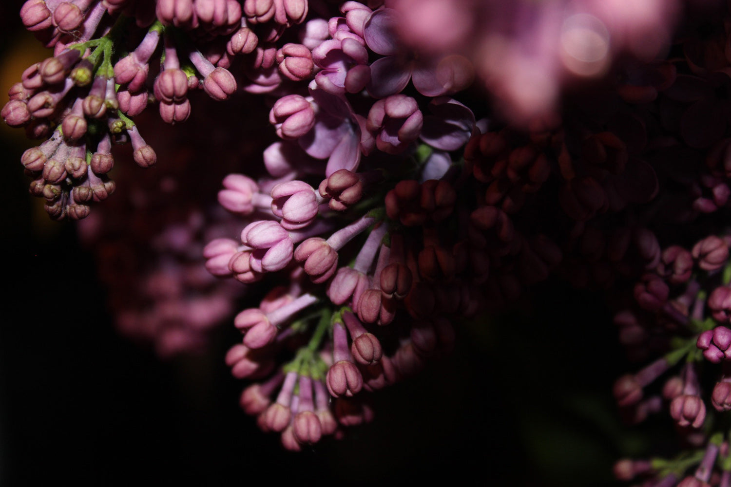 lilac Boundless wisdom Lotuswei flower essence elixir blend essences