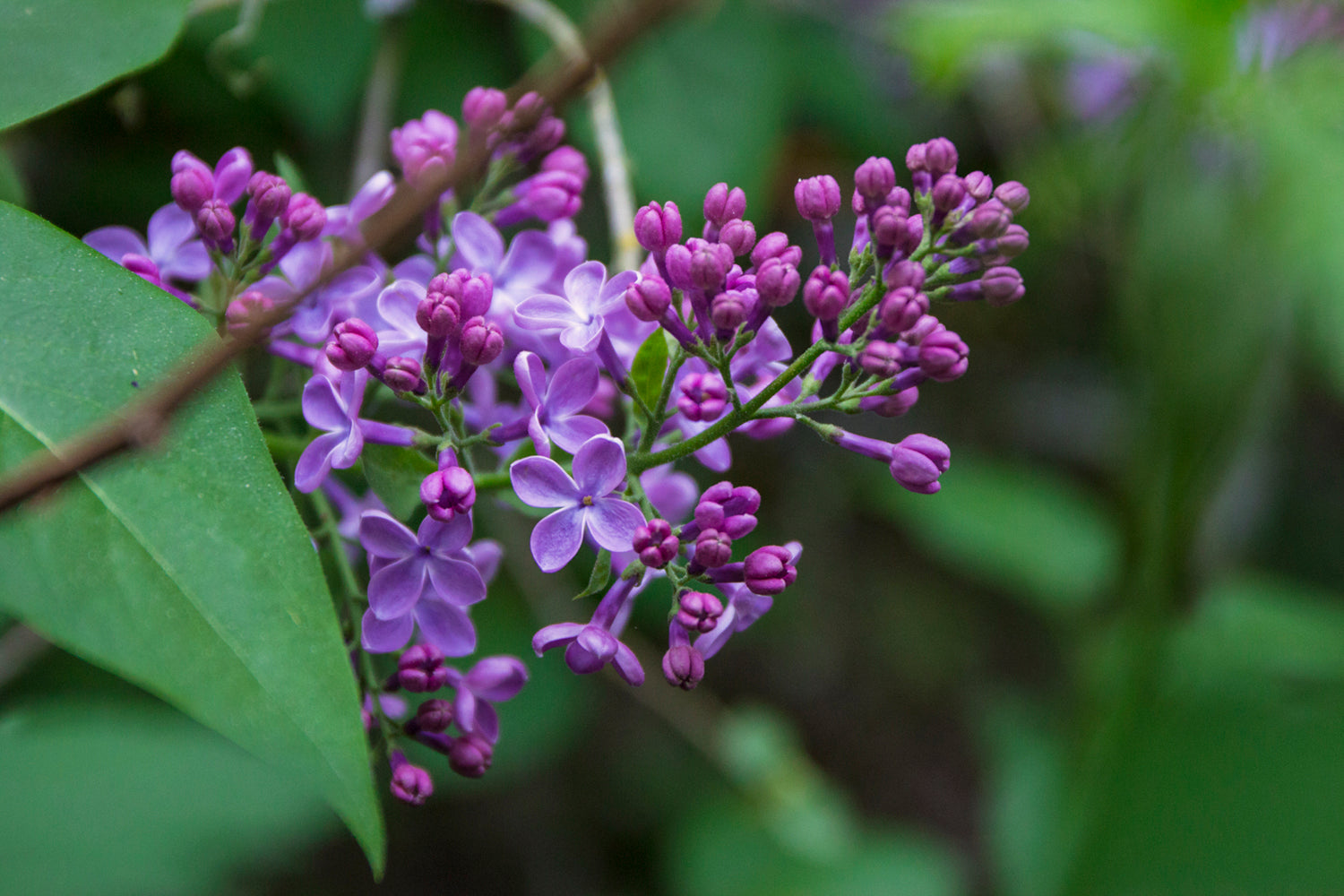 lilac Boundless wisdom Lotuswei flower essence elixir blend essences