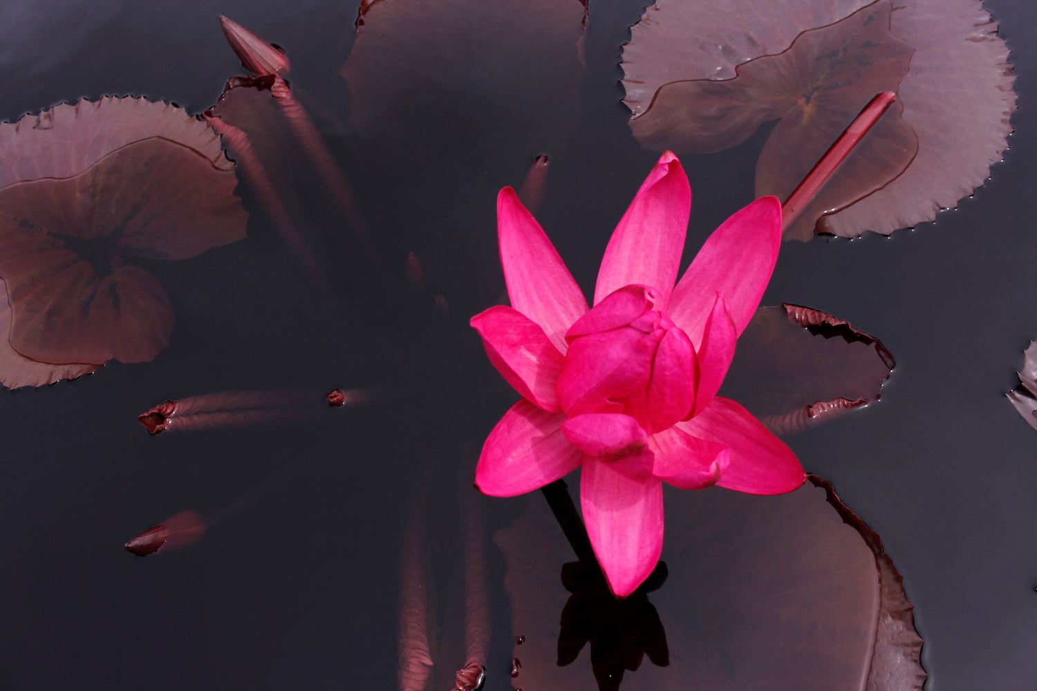 Red Cup Water Lily LOTUSWEI flower essences