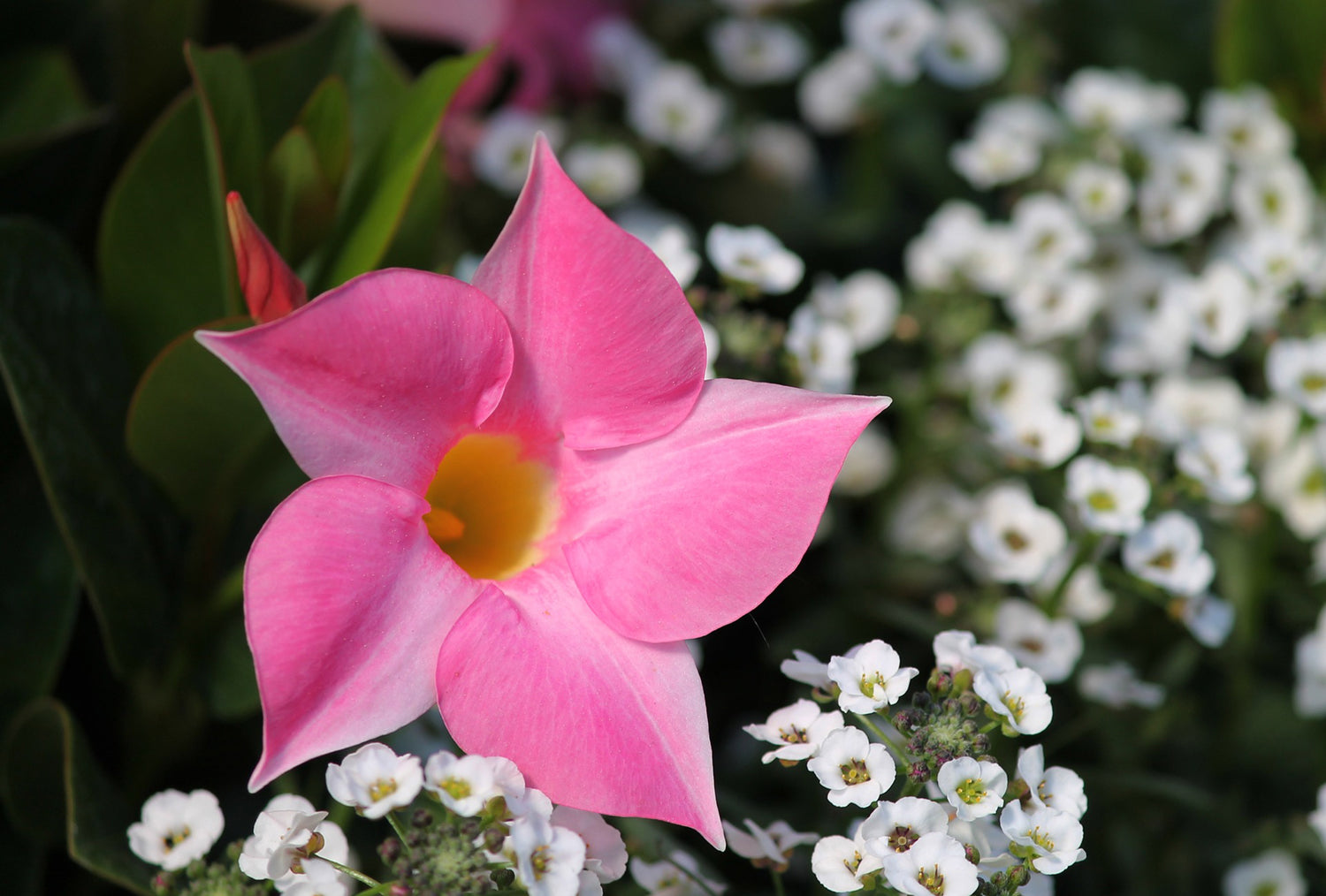 Mandevilla LOTUSWEI flower essence elixir fierce compassion blend