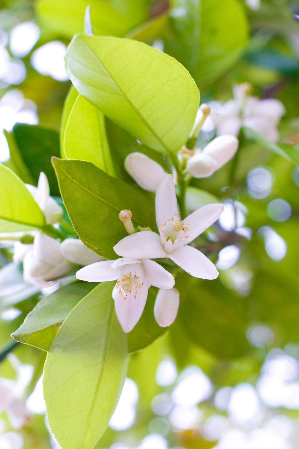 navel orange blossom LOTUSWEI flower essences