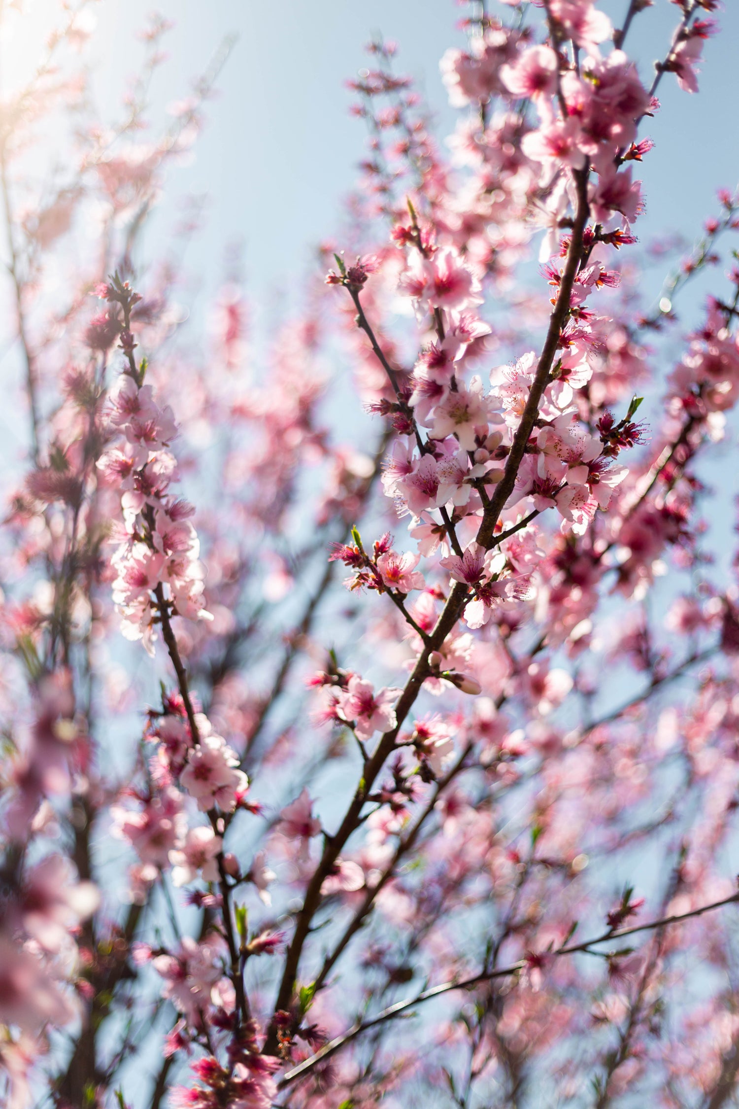 Nectarine Blossom Lotuswei flower essence elixir blend essences