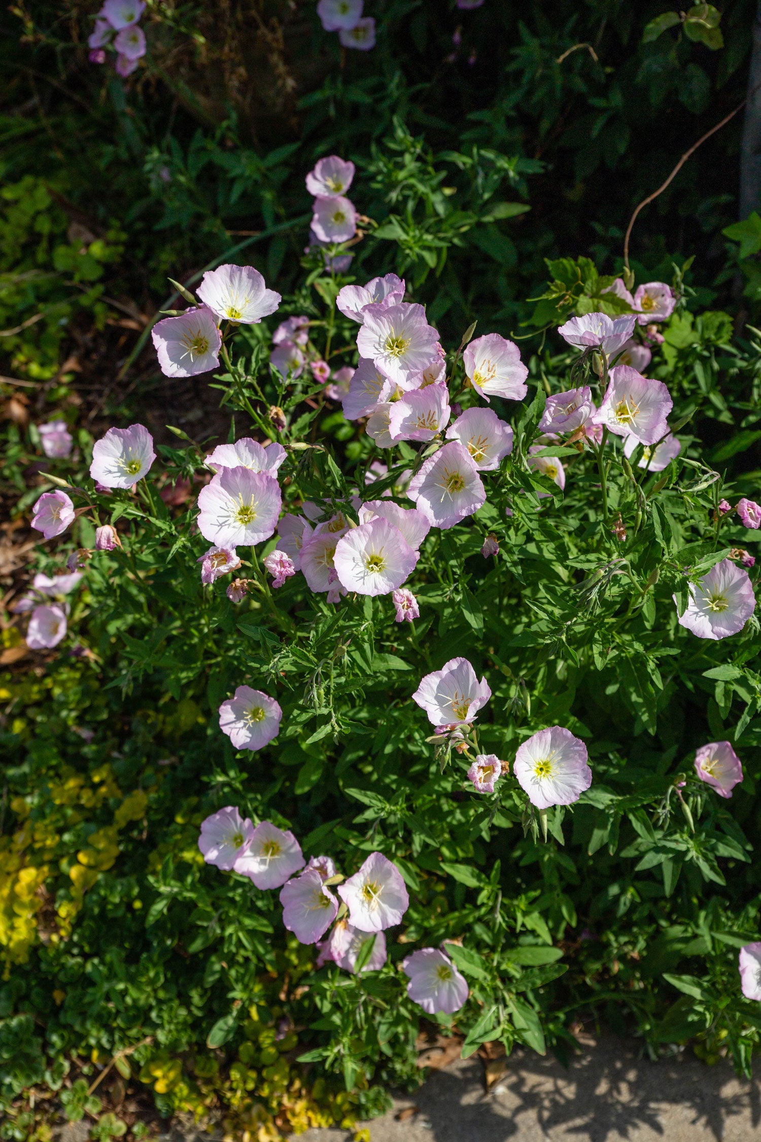 pink primrose gamechanger blend elixir LOTUSWEI flower essences