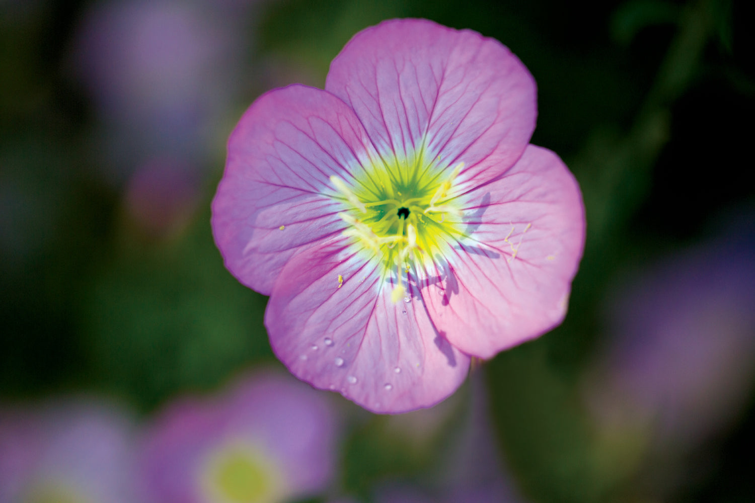 pink primrose flower essence essences elixir LOTUSWEI Gamechanger