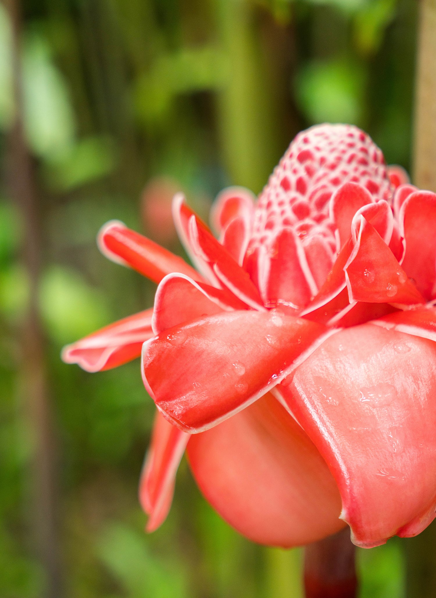 pink torch ginger singapore LOTUSWEI flower essences