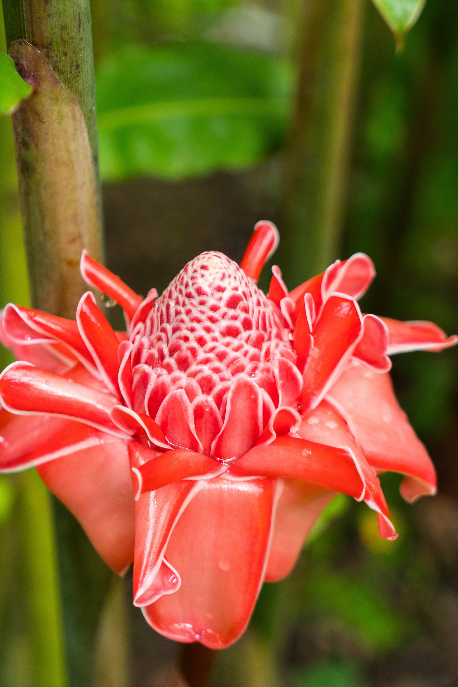 Pink torch ginger singapore LOTUSWEI flower essences