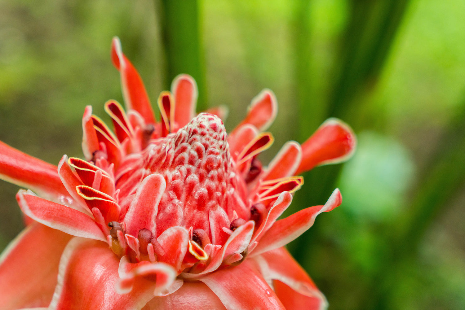 pink torch ginger LOTUSWEI flower essences